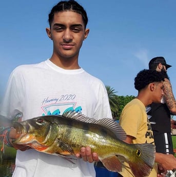 Peacock Bass fishing in Delray Beach, Florida