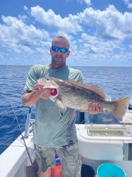 Gag Grouper Fishing in Clearwater, Florida