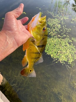 Fishing in West Palm Beach, Florida