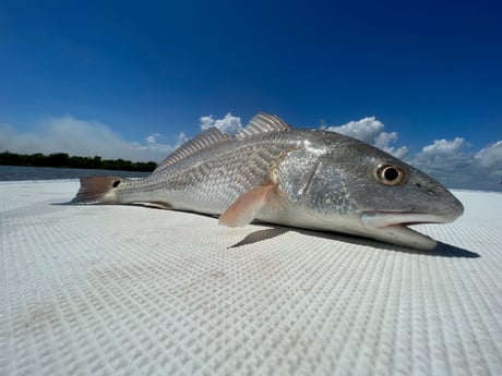 Redfish Fishing in Matagorda, Texas