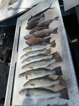 Fishing in Bradenton, Florida