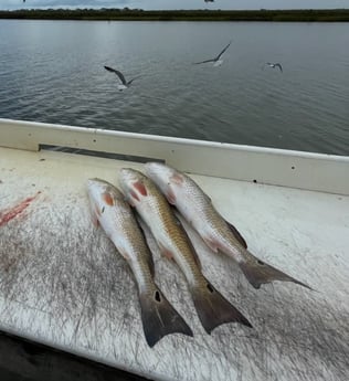 Redfish fishing in Freeport, Texas