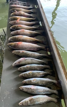 Black Drum, Redfish, Speckled Trout / Spotted Seatrout fishing in San Leon, Texas