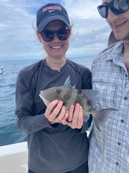 Triggerfish Fishing in Beaufort, North Carolina