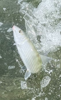 Bonefish fishing in Summerland Key, Florida