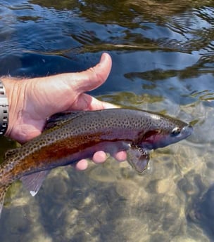Fishing in Hume, California
