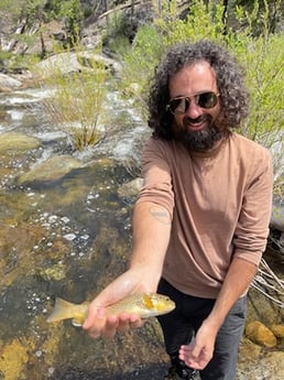 Brown Trout Fishing in