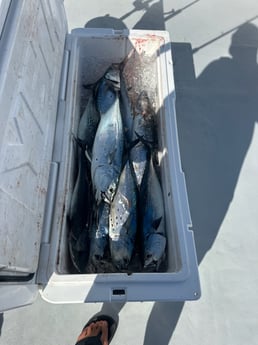 Fishing in Fort Lauderdale, Florida