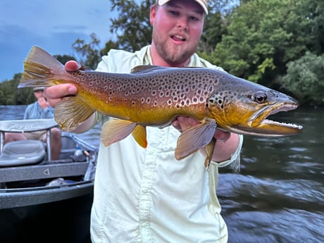 Brown Trout Fishing in Johnson City, Tennessee