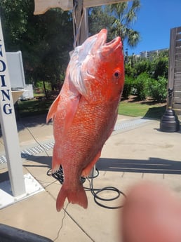 Fishing in Orange Beach, Alabama