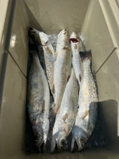 Speckled Trout Fishing in