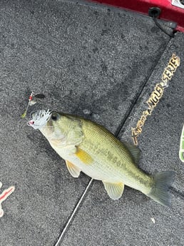 Fishing in Alba, Texas