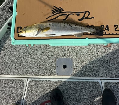 Fishing in Tampa, Florida