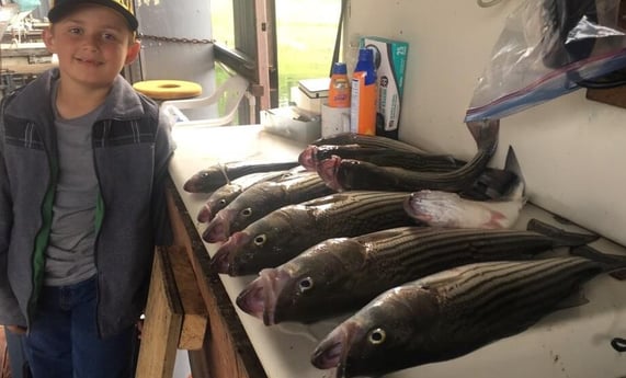 Hybrid Striped Bass, Striped Bass fishing in Pottsboro, Texas