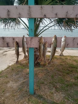 Fishing in Corpus Christi, Texas