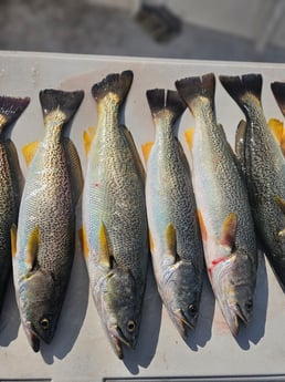 Fishing in Howard, New York