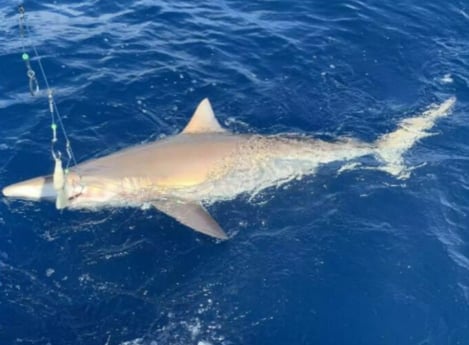 Blacktip Shark Fishing in Clearwater, Florida