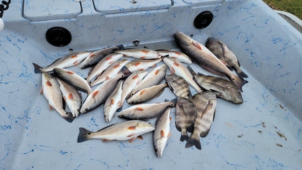 Redfish, Sheepshead Fishing in Golden Meadow, Louisiana