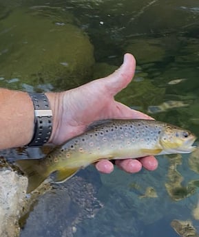 Fishing in Hume, California
