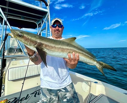 Cobia Fishing in Sarasota, Florida