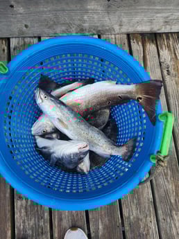 Fishing in Corpus Christi, Texas