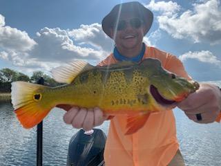 Peacock Bass Fishing in Palmetto Bay, Florida