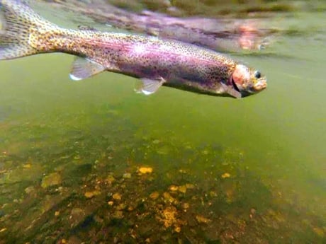 Rainbow Trout Fishing in Broken Bow, Oklahoma