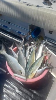 Fishing in Morehead City, North Carolina