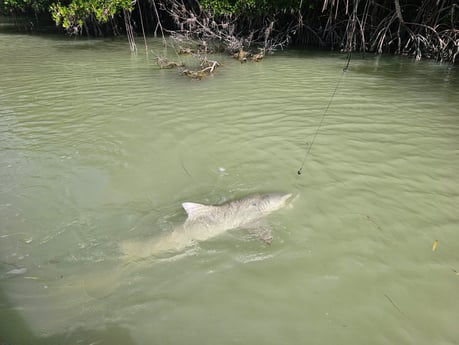 Fishing in Key Largo, Florida