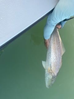 Fishing in Harlingen, Texas