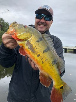 Peacock Bass Fishing in Delray Beach, Florida