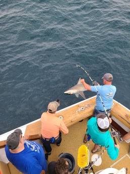 Bull Shark Fishing in Destin, Florida