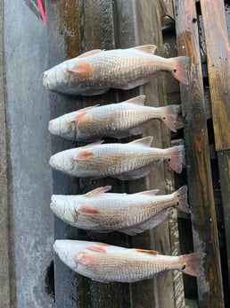 Redfish Fishing in Rockport, Texas