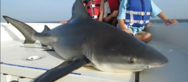 Blacktip Shark Fishing in Clearwater, Florida