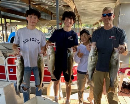 Hybrid Striped Bass, Striped Bass fishing in Pottsboro, Texas