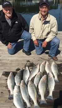 Hybrid Striped Bass, Striped Bass fishing in Pottsboro, Texas
