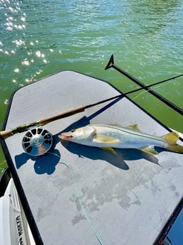 Snook Fishing in Wrightsville Beach, North Carolina