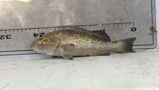 Gag Grouper Fishing in St. Petersburg, Florida