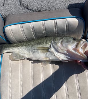 Largemouth Bass Fishing in Briarcliff, Texas