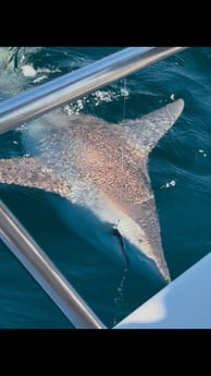 Fishing in Shalimar, Florida