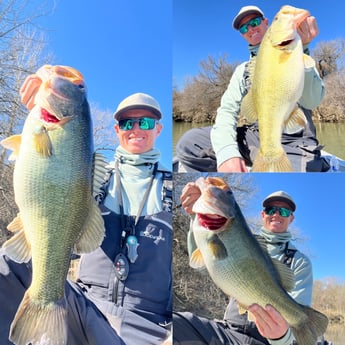 Largemouth Bass fishing in Buda, Texas