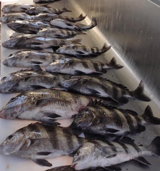 Black Drum, Sheepshead Fishing in Biloxi, Mississippi, USA
