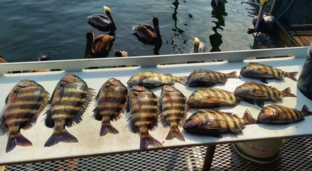 Sheepshead Fishing in Crystal River, Florida