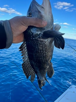 Black Seabass Fishing in Charleston, South Carolina