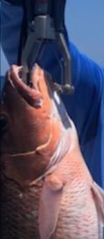 Fishing in Tierra Verde, Florida