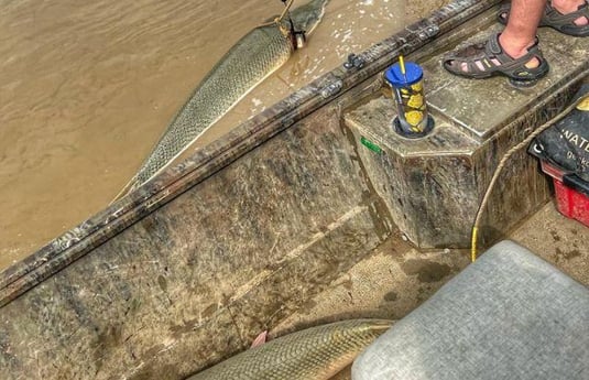 Alligator Gar Fishing in Dallas, Texas