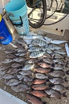 Fishing in Sarasota, Florida