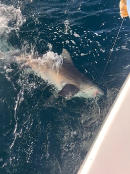 Great White Shark Fishing in Destin, Florida