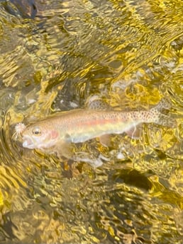 Fishing in Hume, California