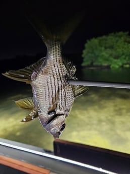 Fishing in Tampa, Florida